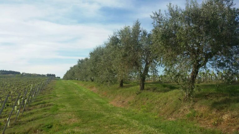 Foto oliveti - Montecappone