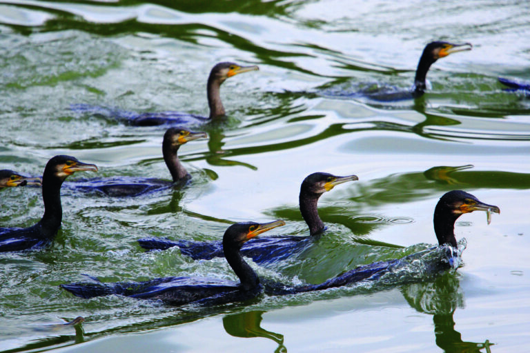 Jesi Riserva Ripa Bianca- cormorani foto- Paolinelli Franco_1