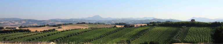 PANORAMA AZIENDALE IMG_2633 - Montecappone